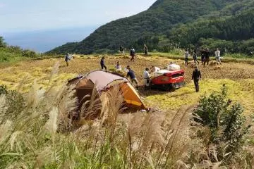 Rice harvest on Sado Island (Photo: World Unite)