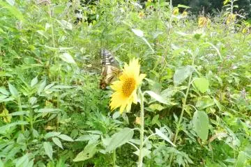 Butterfly!