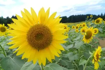 Sunny days in Tsuruoka.