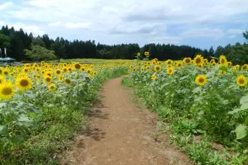 A path into the million sunflowers.
