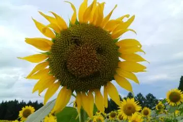 Happy flowers.