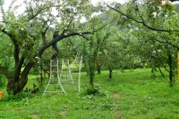 Osawa san hunts for the perfect plums for us.