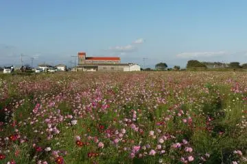 The Saga Airport Cosmos Garden is beside the main terminal building (Photo: <a href="https://upload.wikimedia.org/wikipedia/commons/9/93/Saga_Airport_Cosmos_flower_garden_2016.jpg" target="_blank" rel="noreferrer noopener nofollow">Pekachu / CC By SA 4.0</a>)
