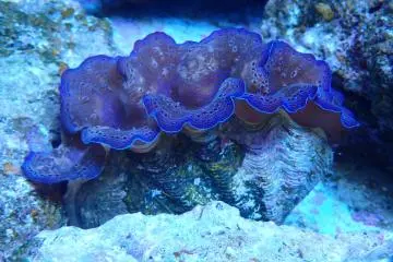 The giant clam is taking center stage (Photo: Sunshine Aquarium)