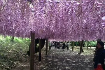 Photo: <a href="https://commons.wikimedia.org/wiki/File:Pink_wisteria_in_Kawachi_Wisteria_Garden_20150509-4.jpg" target="_blank" rel="noreferrer noopener nofollow">Soramimi</a> / <a href="https://creativecommons.org/licenses/by-sa/4.0/deed.en" target="_blank" rel="noreferrer noopener nofollow">CC BY-SA 4.0</a>