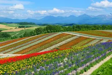 The hills of Biei, Hokkaido