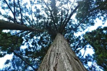 Huge cedar trees fill the forests that surround Ginzan.