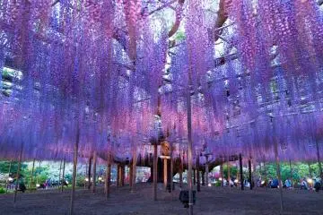 Ashikaga Flower Park (Photo:  あしかがフラワーパーク – <a href="https://www.flickr.com/photos/sonotoki/40233667620/in/photolist-24ij4Eu-25XpUjG-2744tvX-25hBAEV-ZGCJU3-25XpP7s-21N33Ai-28Hz14v-rKruf9-ZGCwKd-21GVDFC-GRkVDa-27kJtUh-DE9tQh-21K71Tm-s2T4f3-MY91Aq-2744pQa-GF6pGC-21GVDsm-ZrxP84-21GVEb5-ZrxNXp-ZGCGFL-ZruMhM-ZruUHi-GRjJ36-26Z8Jzw-21GVEAo-21GX1vm-HyQ319-GF6yp7-ncaAB2-HyQ1ZG-HEuL9q-GMSdnt-ZGCGeU-HHtSi2-Hi6U3s-21K71yy-Hi64DU-Hi6T3m-GRjLAn-ZGCyDJ-DE8kWJ-GMMpPC-HyQ67Q-21N34vV-HHtPx2-HyQ16h" target="_blank" rel="noreferrer noopener nofollow">annintofu </a> / <a href="https://creativecommons.org/licenses/by-nc-nd/2.0/" target="_blank" rel="noreferrer noopener nofollow">CC BY-NC-ND 2.0</a>)