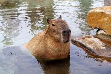 Photo:  那須どうぶつ王国　nasu animal kingdom – <a href="https://www.flickr.com/photos/22495373@N06/9189042511/in/photolist-f11fdx-f11fcr-f11fb8-f11fgk-f11fhx-f11ff6-f1fvt1-f1fvq5-f1fvvS-f1fvrh-f1fvob-f1fvuG-zJHunC-QAsJZ5-Ap9TVN-9FnS6e" target="_blank" rel="noreferrer noopener nofollow">bluXgraphics(motorcycle design Japan)=Midorikawa </a> / <a href="https://creativecommons.org/licenses/by-sa/2.0/" target="_blank" rel="noreferrer noopener nofollow">CC BY-SA 2.0</a>
