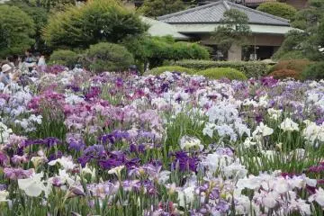 Horikiri Iris Garden (Photo: <a href="https://www.flickr.com/photos/jim_shine/34495916983/" target="_blank" rel="noreferrer noopener nofollow">Jim Shine </a> / <a href="https://creativecommons.org/licenses/by-sa/2.0/" target="_blank" rel="noreferrer noopener nofollow">CC BY-SA 2.0</a>)
