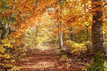 Autumn leaves up in Aomori Prefecture (Photo: Aomori Travel)