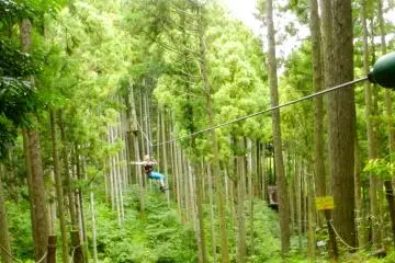 Swinging through the forest.