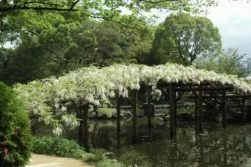 Tenshaen Garden (Photo: <a href="https://commons.wikimedia.org/wiki/File:Shiratamafuji_20160902.jpg" target="_blank" rel="noreferrer noopener nofollow">Dokudami </a> / <a href="https://creativecommons.org/licenses/by-sa/4.0/deed.en" target="_blank" rel="noreferrer noopener nofollow">CC BY-SA 4.0</a>)