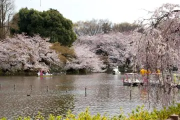 Inokashira Park (Photo: <a href="https://commons.wikimedia.org/wiki/File:Inokashira_Park_2009-04-05_(3446865714).jpg" target="_blank" rel="noreferrer noopener nofollow">KimonBerlin </a> / <a href="https://creativecommons.org/licenses/by-sa/2.0/" target="_blank" rel="noreferrer noopener nofollow">CC BY-SA 2.0</a>)