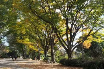 Inokashira Park (Photo: <a href="https://www.flickr.com/photos/nakashi/37626523165" target="_blank" rel="noreferrer noopener nofollow">nakashi </a> / <a href="https://creativecommons.org/licenses/by-sa/2.0/" target="_blank" rel="noreferrer noopener nofollow">CC BY-SA 2.0</a>)