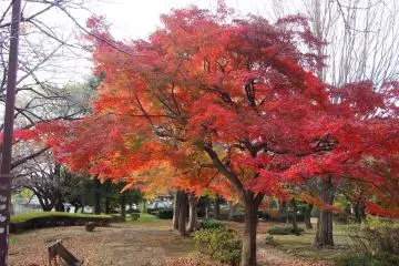 Senkawa Park (Photo: <a href="https://www.flickr.com/photos/nakashi/30762759580" target="_blank" rel="noreferrer noopener nofollow">nakashi</a> / <a href="https://creativecommons.org/licenses/by-sa/2.0/" target="_blank" rel="noreferrer noopener nofollow">CC BY-SA 2.0</a>)