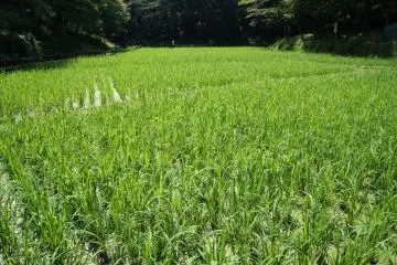 Noyamakita-Rokudoyama Park (Photo: <a href="http://toba.livedoor.biz/archives/52070984.html" target="_blank" rel="noreferrer noopener nofollow">Image by toba</a>)