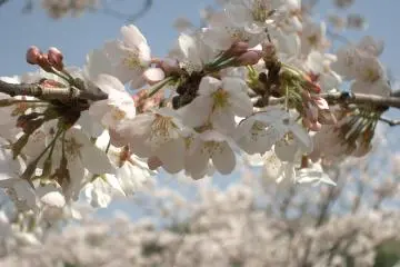 Nozuta Park (Photo: <a href="https://www.flickr.com/photos/yoshimov/8958647" target="_blank" rel="noreferrer noopener nofollow">Yoshihide Nomura</a> / <a href="https://creativecommons.org/licenses/by-nd/2.0/" target="_blank" rel="noreferrer noopener nofollow">CC BY-ND 2.0</a>)