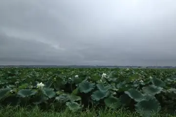 The Lotus Ponds of Kasumigaura