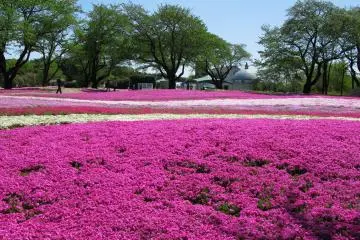 Tobu Treasure Garden, Tatebayashi, Gunma (Photo: <a href="https://commons.wikimedia.org/wiki/File:Tatebayashi_Yachonomori_Garden_Shibazakuragarden_1.jpg" target="_blank" rel="noreferrer noopener nofollow">京浜にけ/CC By SA 3.0</a>)