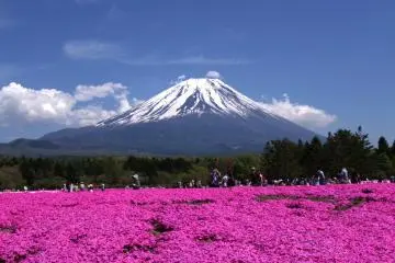 A spectacular view of Fuji and shibazakura in Yamanashi (Photo: <a href="https://commons.wikimedia.org/wiki/File:Fuji_Shibazakura_Festival.jpg" target="_blank" rel="noreferrer noopener nofollow">Reginald Pentinio/ CC By SA 2.0</a>)