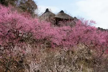 Mount Tsukuba Plum Festival 2027