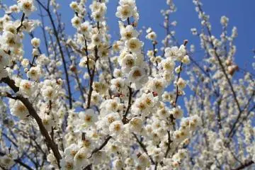Odawara Plum Walk 2021