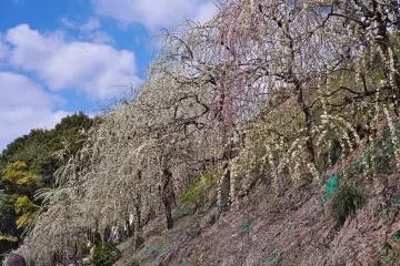 Oagata Shrine Plum Festival 2027