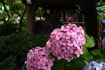 Hakusan Shrine Hydrangea Festival