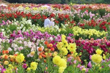 Sera Kogen Dahlia and Chrysanthemum Festival 2026