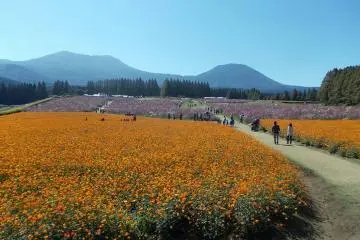 Ikoma Plateau Cosmos Festival 2026