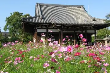 Cosmos at Hannyaji Temple 2026