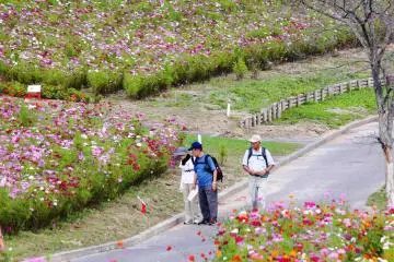 Cosmos Festa at Taiyo-no-Oka Engaru Park 2026
