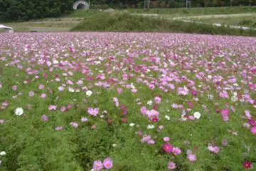 Higashi Sanbin Flower Valley Cosmos Festival 2026