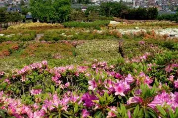 Sagae Park Azalea Festival