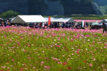 Maenohama Cosmos Festival 2026