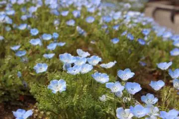 Nemophila Season at Hitachi Seaside Park