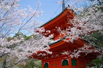 Kimiidera Temple Sakura Festival 2027