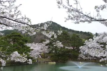 Mato Park Sakura Festival 2026