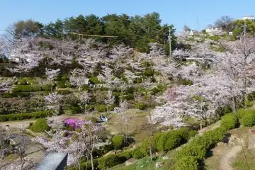 Senkoji Park Sakura Festival