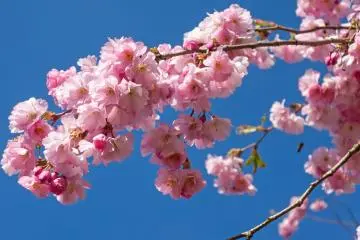 Shiroijuku Double Cherry Blossom Festival 2027