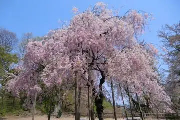 Sakura Season at Kannonyama Park