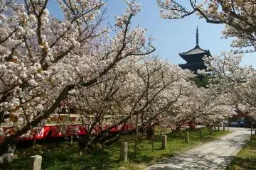 Omurozakura at Ninna-ji Temple
