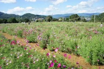 Cosmos Alley in Shinshiro, Aichi 2026