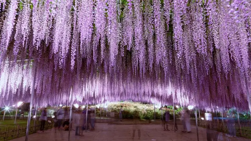 Ashikaga Flower Park - Tochigi Attractions - Japan Travel