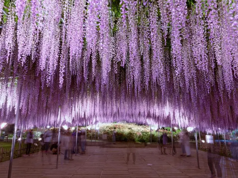 Ashikaga Flower Park - Tochigi Attractions - Japan Travel