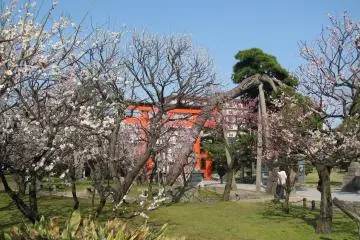 Plum Blossom Season at Hakusan Park 2027