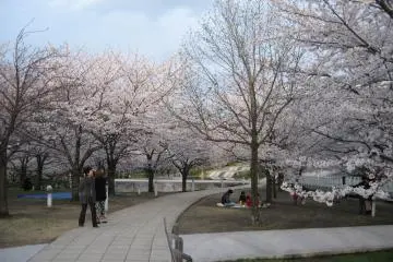 Sakura Season At Hakusan Park