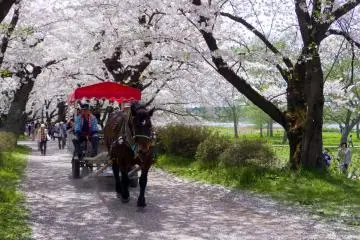 Kitakami Tenshochi Sakura Festival 2026