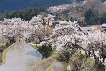 Mitake Cherry Blossom Festival 2027